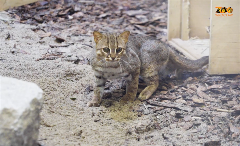 Nowy gatunek w ZOO Wrocaw - kotek rudy z Cejlonu – najmniejszy kot wiata